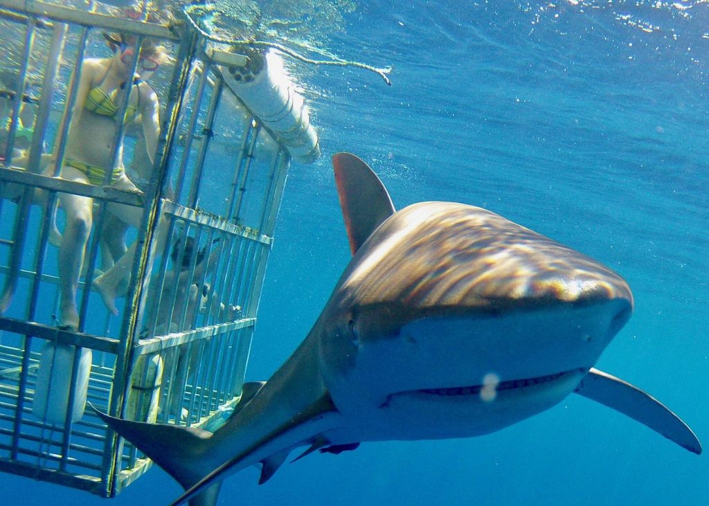 Hawaii’s Original Shark Cage Tour By North Shore Shark Adventure