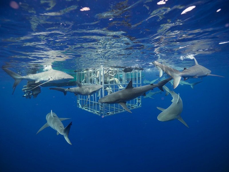 Shark Cage Diving On The Famous North Shore By Haleiwa Shark Tours