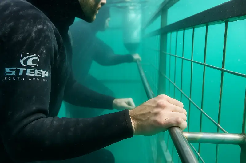 cage diving Marine dynamics