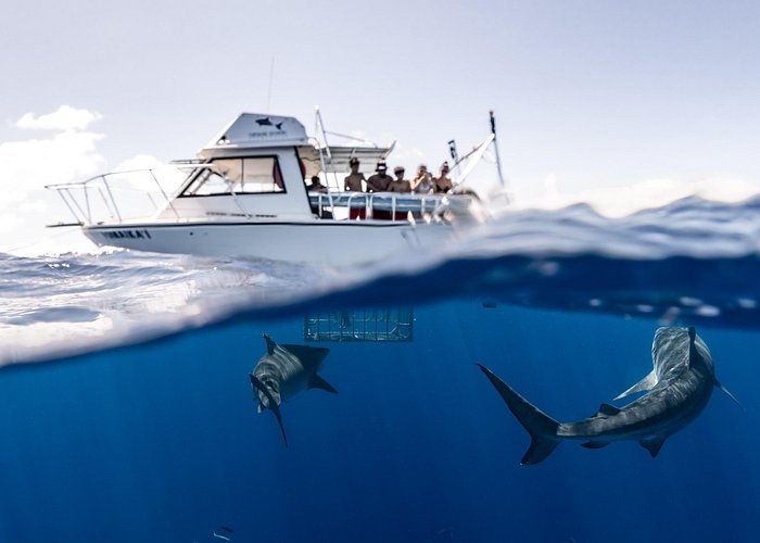 On the boat with Hawaii Shark Encounters Inc