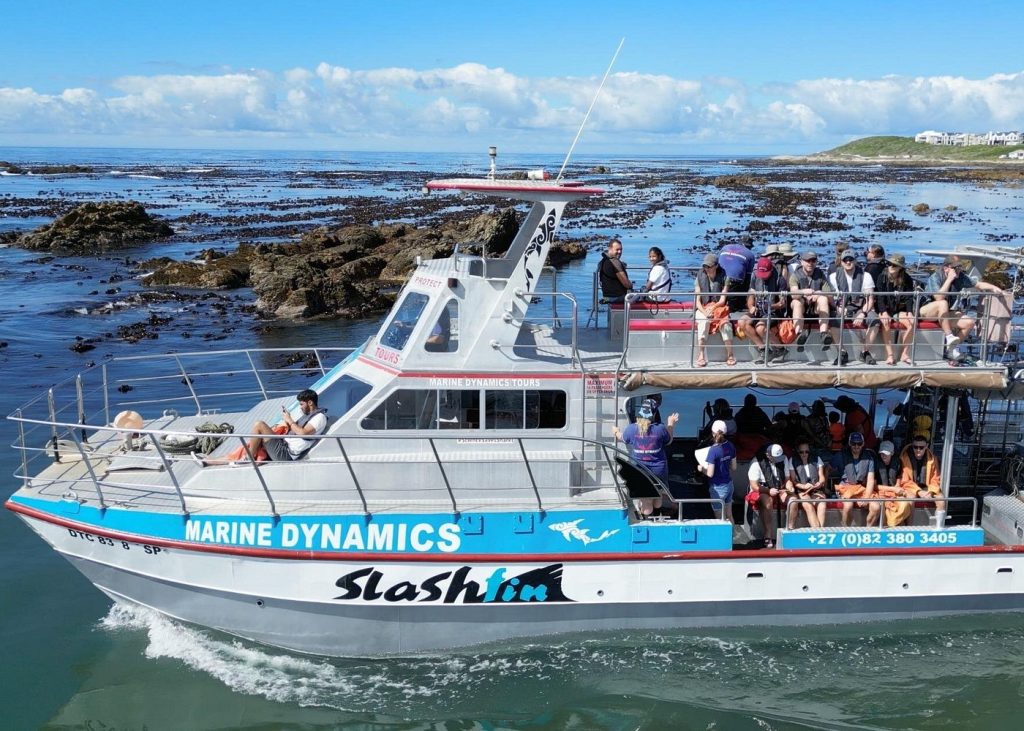 Cage Diving with Transport from Cape Town to Gansbaai