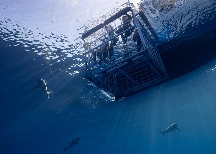 People enjoying shark cage diving with Oahu's most trusted operator