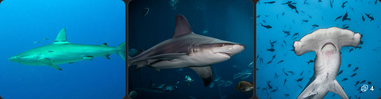 Shark species in Oahu