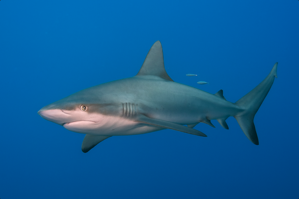 Galapagos Shark