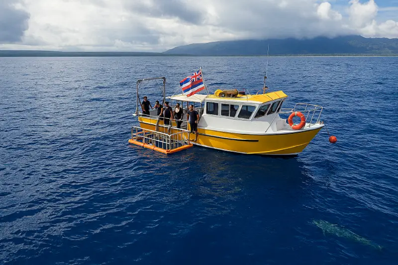 Shark cage diving in Oahu