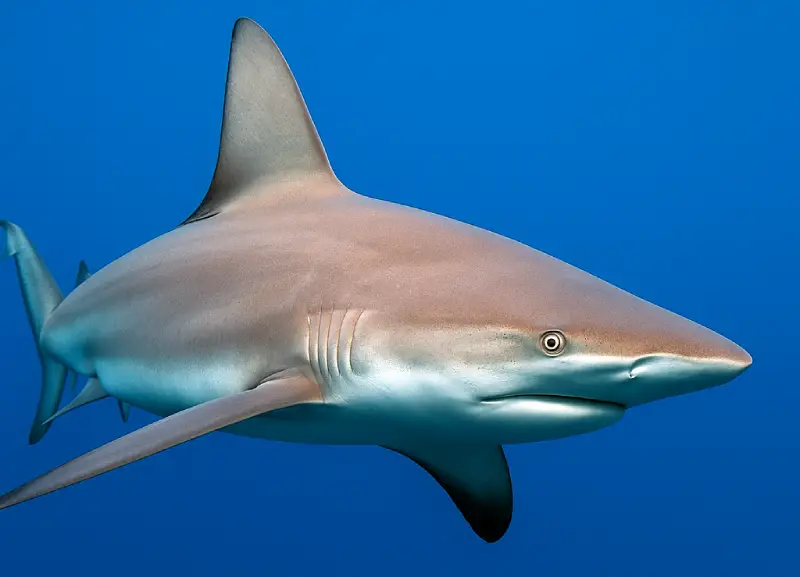 Sandbar shark