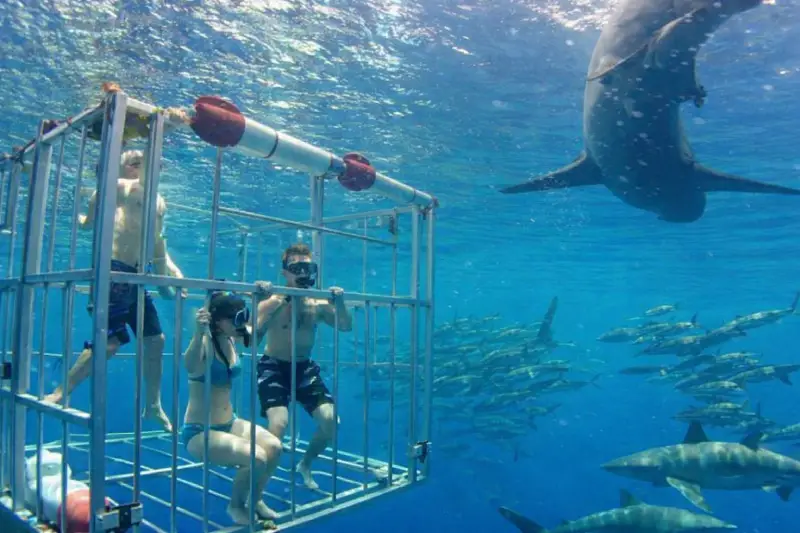 What a Typical Shark Cage Dive Looks Like